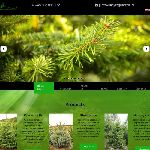 Koszalin - choinki żywe