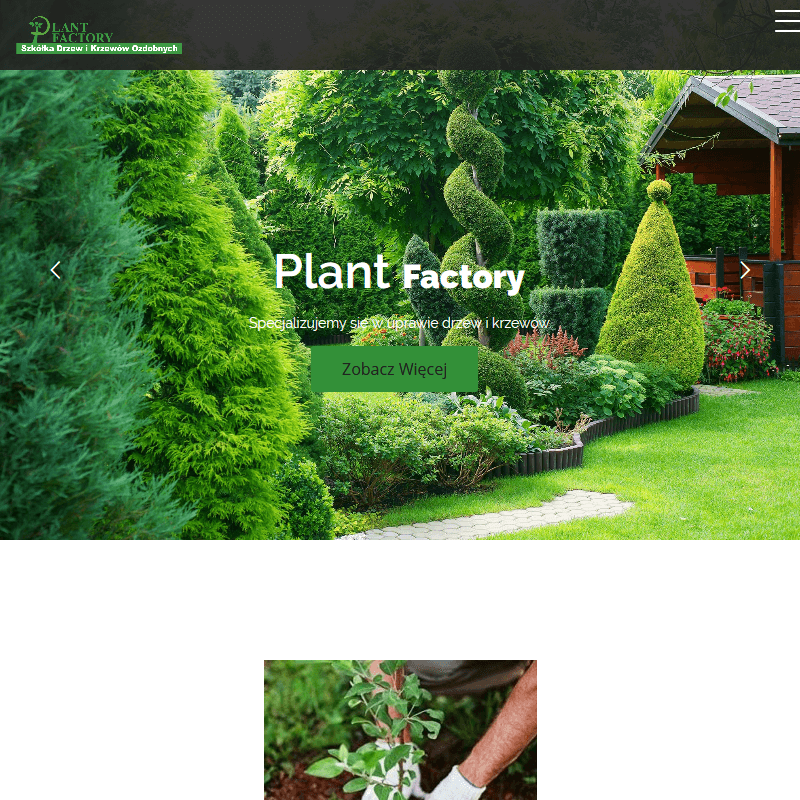 Świerk pospolity sadzonki w Grójcu